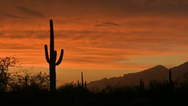 Park Narodowy Saguaro Sylwetka Gigantycznego Kaktusa Saguaro Przeciwko Ognioczerwonemu Niebu — Wideo stockowe