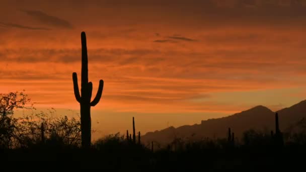 Parque Nacional Saguaro Silhueta Cacto Saguaro Gigante Contra Fogo Céu — Vídeo de Stock