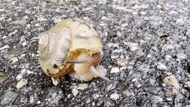 Land Snail Slow Movements Roadway — Stock Video
