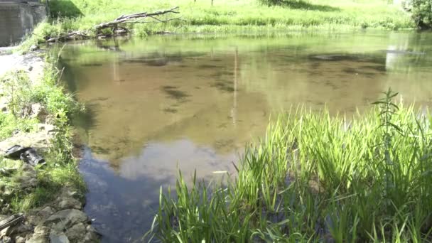 Una Piacevole Vista Canale Con Acqua Limpida Vede Una Foresta — Video Stock