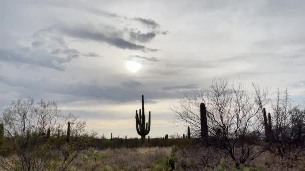 Silhouette Giant Old Growth Saguaro Cactus Cloudy Sky Sun — ストック動画