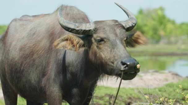 Cinematic Wildlife Footage Buffalo Field Slow Motion Island Klang Krabi — Vídeos de Stock