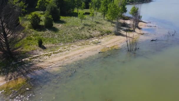 Dead Plants Trees Poking Out Light Shore Depths — Video Stock