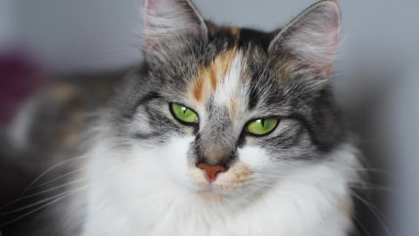 Calma Gato Fofo Com Majestosos Olhos Verdes Olhando Para Câmera — Vídeo de Stock