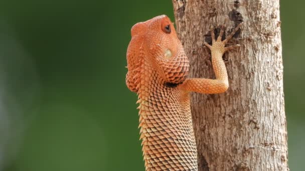 Oriental Garden Lizard Tree — Vídeo de Stock