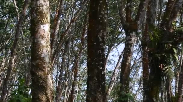 Árvores Borracha Ver Vídeo Extração Látex Borracha Indústria Produção Borracha — Vídeo de Stock