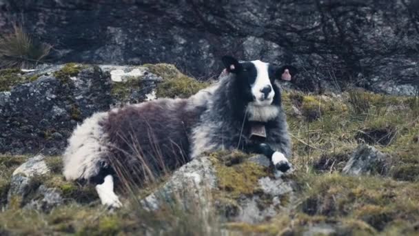 黒と白の木製の羊は 岩のフィールド草を噛むに横たわっていた スローモーション パンフォロー — ストック動画