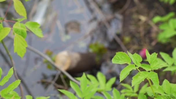 Glass Bottle Dropped Forest Stream Water View — Vídeos de Stock