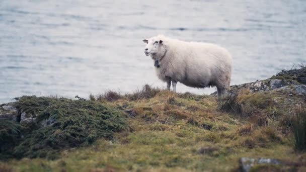 岩だらけのフィヨルドの海岸線で白い羊の放牧 スローモーション パン左 — ストック動画