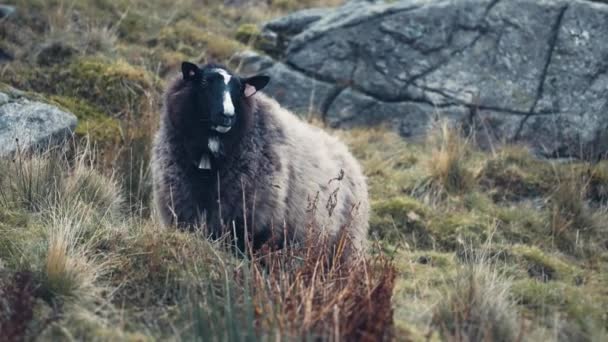 Black Wooly Sheep Grazing Rocky Field Slow Motion Pan Follow — Stock Video
