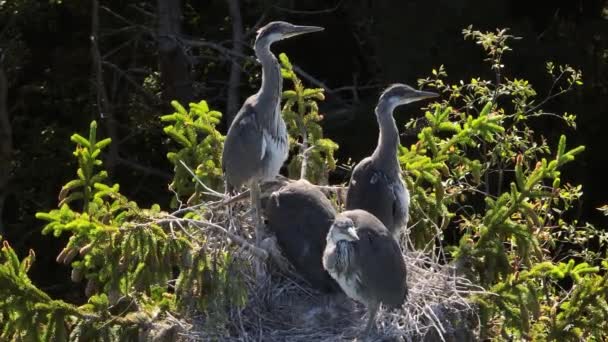 Young Gray Herons Ardea Cinerea Sitting Nest Top Tree Close — Stockvideo