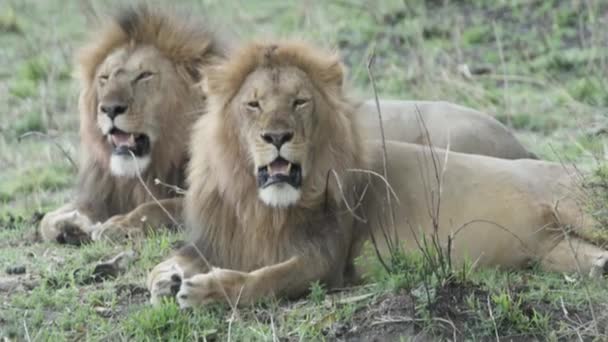 Twee Mannelijke Leeuwen Zij Aan Zij Hijgend Kijkend Naar Sourroundings — Stockvideo