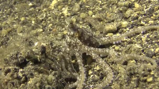 White Octopus Searches Food Sandy Bottom Slowly Moves Forward While — Stockvideo