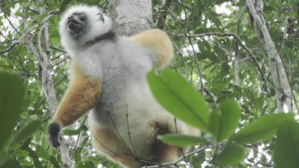 Diademed Sifaka Feeds Leaves Rainforest Cringed Tree Climbs Upwards Jumps — Video Stock