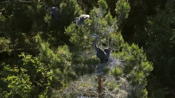 Grey Heron Ardea Cinerea Balancing Nest Treetop Swinging Wind Summer — ストック動画