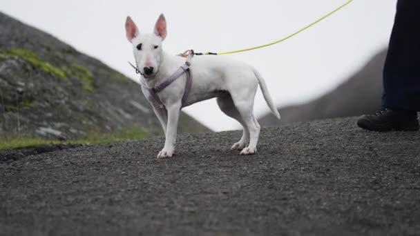 Een Witte Miniatuur Bull Terrier Puppy Een Schattig Roze Harnas — Stockvideo