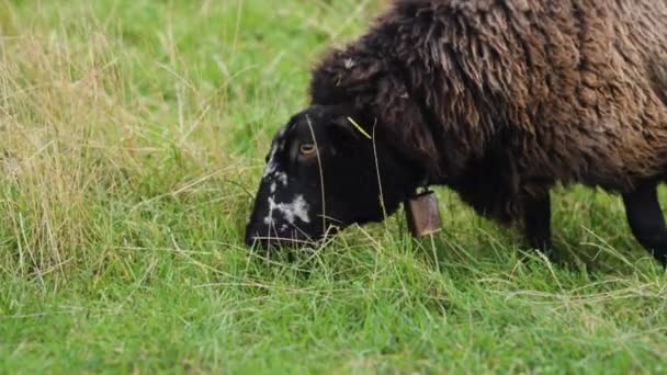 Black Wooly Sheep Grazes Lush Green Field Slow Motion Tight — Stock Video