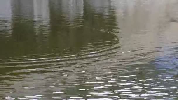 연못에 물결의 있습니다 추상적 영상입니다 비디오 — 비디오