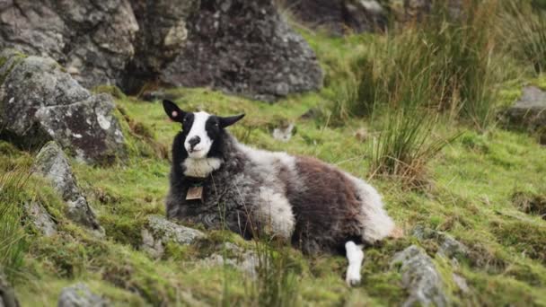 黒と白の木製の羊は 岩のフィールド草を噛むに横たわっていた スローモーション タイトショット パンが続く — ストック動画