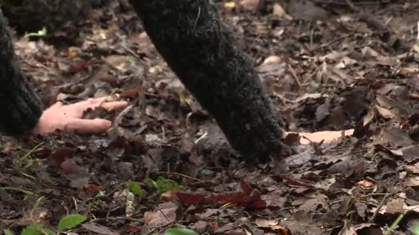 Manos Pies Una Bailarina Contacto Con Hojas Naturales Orgánicas Descomposición — Vídeo de stock