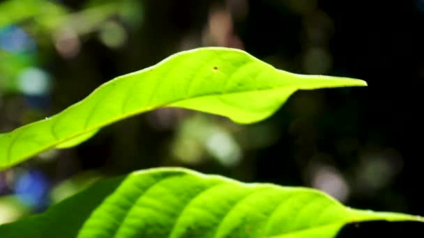 Dragonfly Does Loop Lands Back Leaf — Video Stock