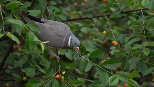 Wood Pigeon Eating Ripe Cherries Tree Orchard Close — Stock Video