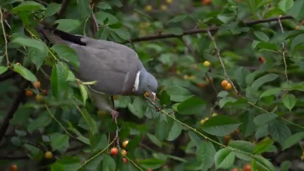 Paloma Madera Comiendo Cerezas Maduras Árbol Huerto Cerca — Vídeos de Stock