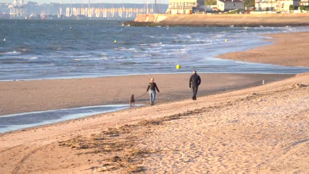 Homem Mulher Com Cão Trela Caminhar Praia Trouville Sur Mer — Vídeo de Stock