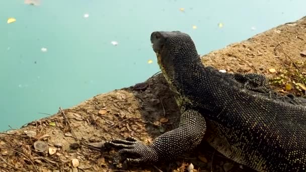 Monitor Lizard Sticks Out Tongue Turns Head — Vídeo de stock
