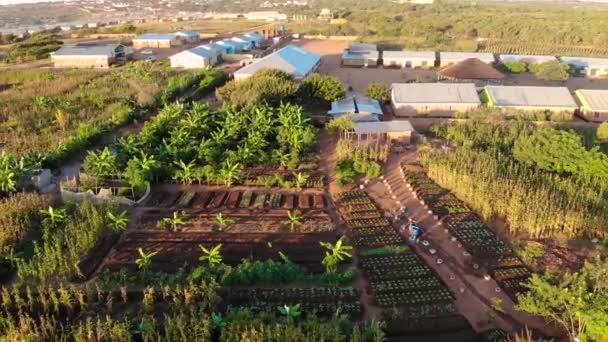 Camas Vegetais Com Sistema Irrigação Aldeia Africana Autossustentável — Vídeo de Stock