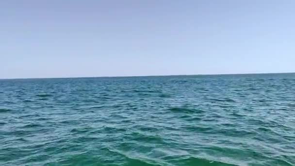 Delfines Moviéndose Través Del Agua Cerca Del Algarve — Vídeo de stock