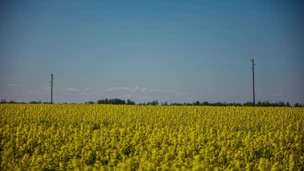 Timelapse Shot Yellow Canola Field Daytime Beautiful Rapeseed Flower Field — Vídeos de Stock