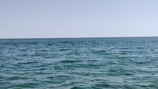 海豚在一个阳光明媚的日子在海里游泳 — 图库视频影像