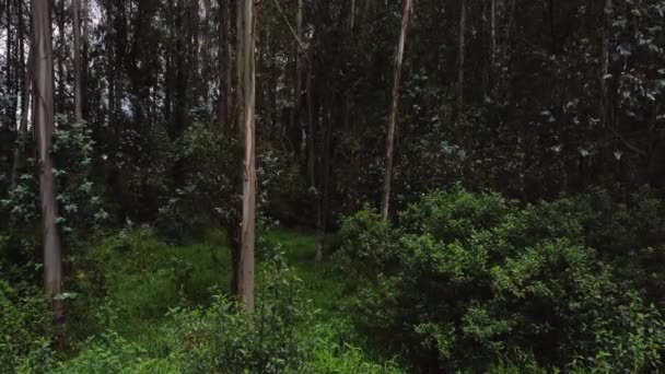 Vliegen Door Weelderige Jungle Van Ecuador Met Mijn Drone — Stockvideo