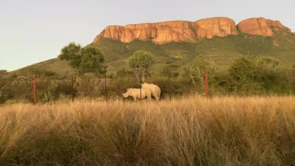 Rinocerontes Brancos Parque Nacional Marakele Reserva Vida Selvagem Província Limpopo — Vídeo de Stock