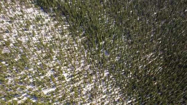 Aerial Drone Shot Snowy Green Pine Tree Forest Environment Mount — Vídeo de stock