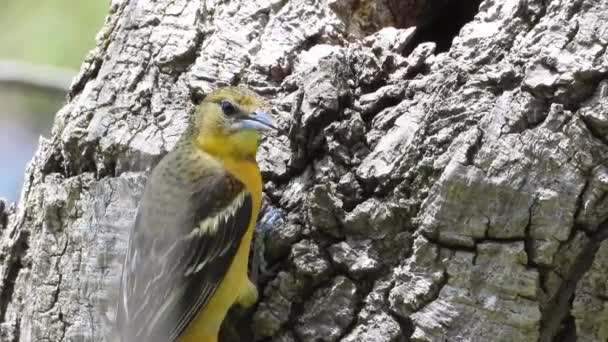 Beautiful Female Baltimore Oriole Bird Eating Some Insects — Stock Video