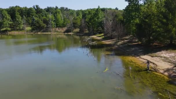 Spingendo Voer Alberi Morti Albero Precedente — Video Stock