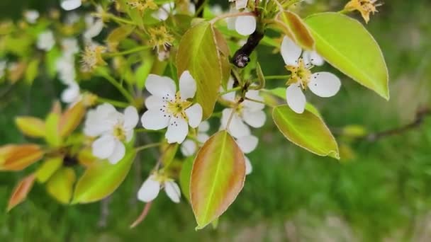 Top Shot Cherry Blossom Drzewo Zaczyna Kwitnąć Wczesną Wiosną Trawy — Wideo stockowe