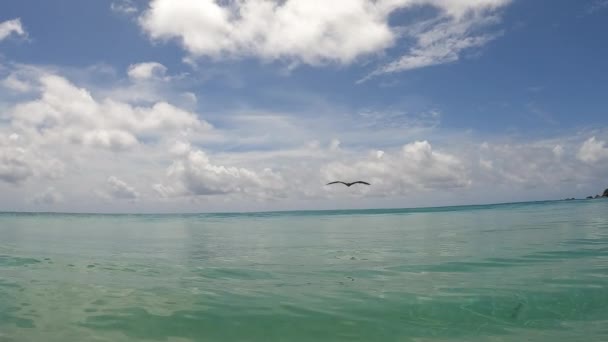 Bird Flying Fermer Ile Brésil Fernando Noronha — Video