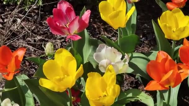 Sweeping Shot Freshly Bloomed Pink Orange Yellow White Tulips Mulch — Stock video