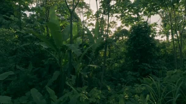 Аэрофотоснимок Восхода Солнца Лесах Амазонки Мастер Стрелял Густой Зеленой Листвы — стоковое видео