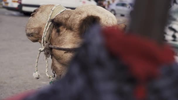 Lento Movimento Close Tiro Camelo Por Trás Full — Vídeo de Stock