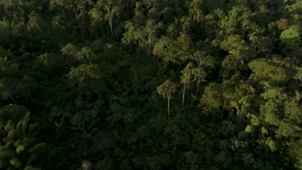 Aerial Shot Amazon Tropical Rainforest Morning Time Large Beautiful Amazon — ストック動画