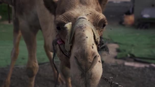 用苍蝇盖住骆驼脸的特写高清 — 图库视频影像
