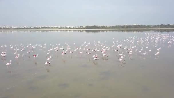 キプロスのラルナカ市塩湖で一緒に群がるフラミンゴの空中低ショット — ストック動画