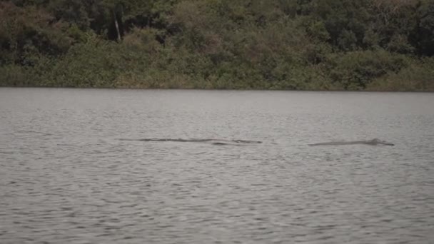 Άποψη Του Αμαζονίου Ποταμού Δελφίνια Για Κυματιστά Νερά Του Ποταμού — Αρχείο Βίντεο