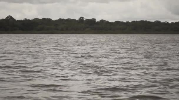 コロンビアの曇りの日にアマゾン川イルカと川 スローモーション — ストック動画