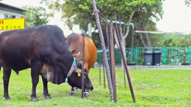 Stationary Footage Cow Couple Wandering Park Brown Cow Starts Cleaning — Stock Video