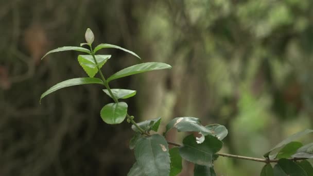 Branch Green Bay Leaves Foreground Background Blurred Trees — Stockvideo